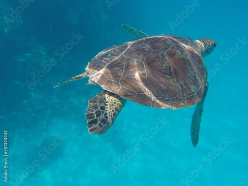 turtle Barrer Reef Australia Lady Musgrave Island 