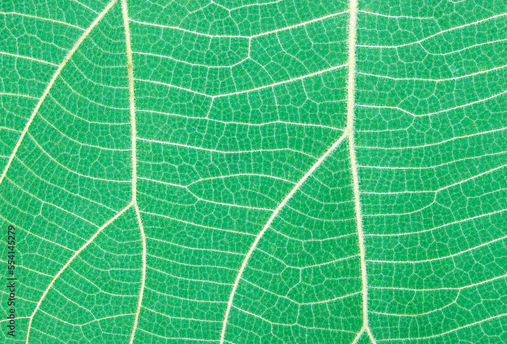 Obraz premium green leaf background