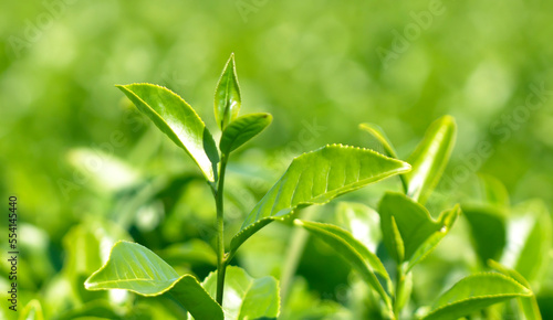 fresh tea leaves natural