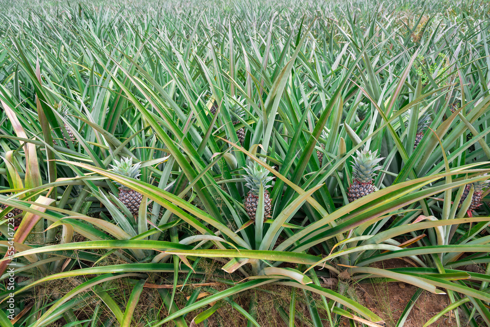 Pineapple plant field, Pineapple tropical fruit growing in garden Pineapple plant field, Pineapple tropical fruit growing in garden