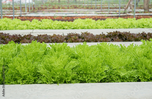 Vegetable salad organic background