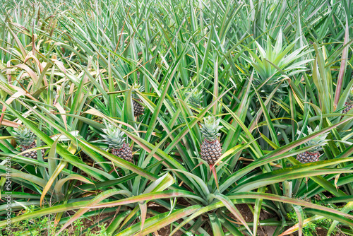 Pineapple plant field, Pineapple tropical fruit growing in garden © samurai