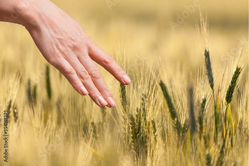 Farmer's hand hold a wheat on big field. © BillionPhotos.com
