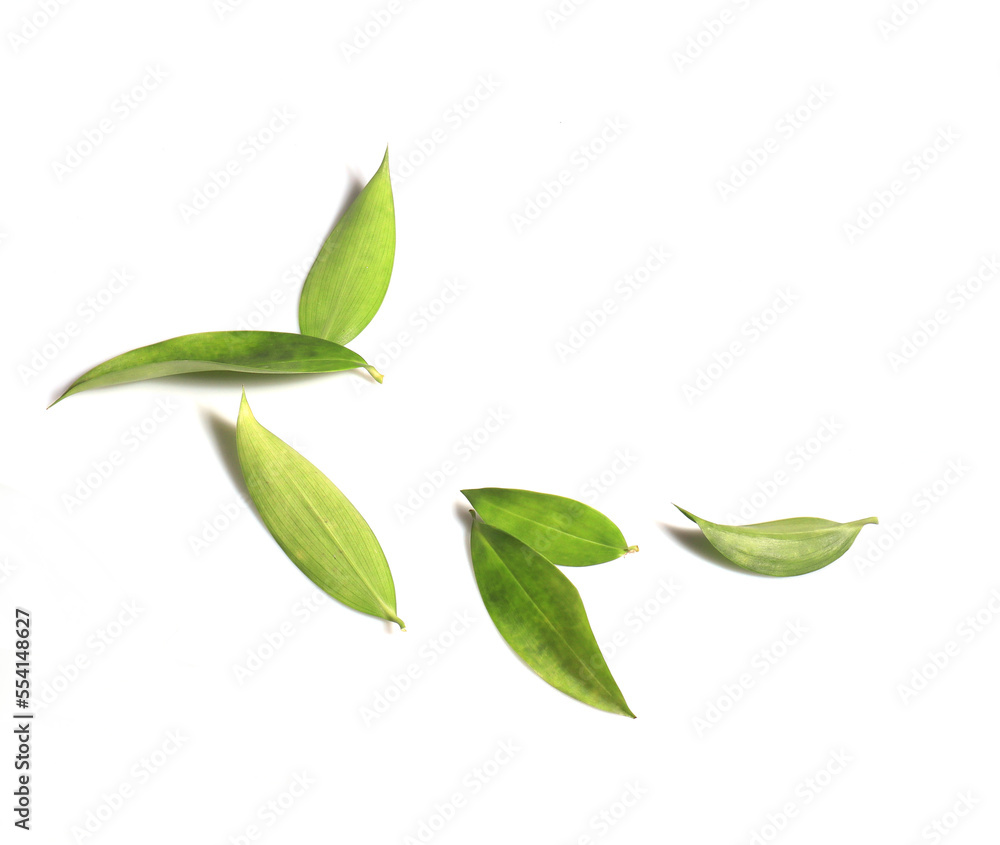 Close up Bamboo leaves isolated on white background. The side of many beautiful green leaves. Close up Bamboo leaves isolated on white background. The side of many beautiful green leaves.