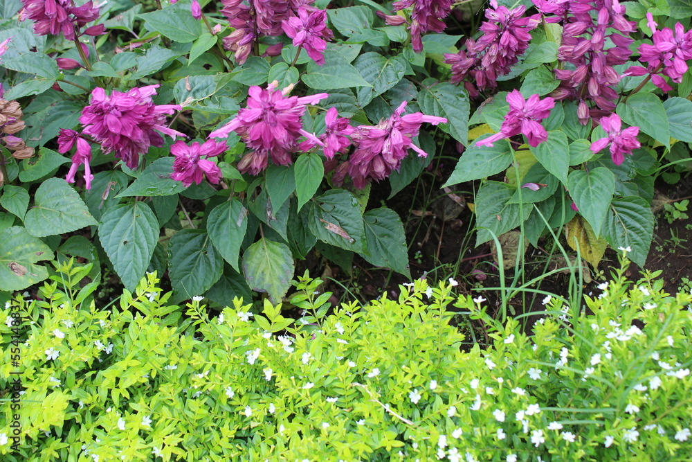 flowers in a garden flowers in a garden