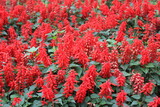 red  flowers for the background
