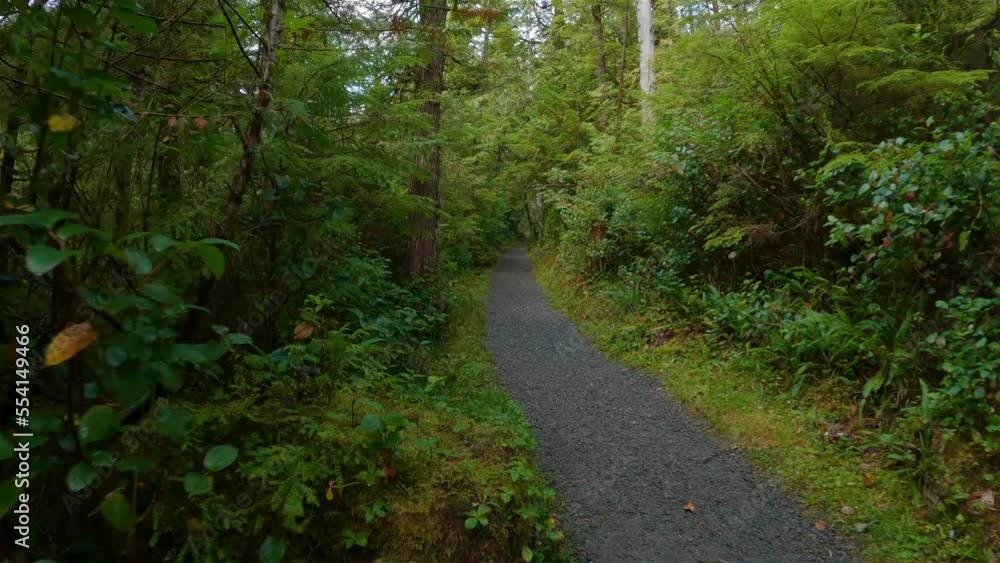 Scenic Hiking Trail in the Rainforest with vibrant green trees. San Josef Bay, Cape Scott Provincial Park, Northern Vancouver Island, BC, Canada. Canadian Nature Background. Cinematic 4k Scenic Hiking Trail in the Rainforest with vibrant green trees. San Josef Bay, Cape Scott Provincial Park, Northern Vancouver Island, BC, Canada. Canadian Nature Background. Cinematic 4k