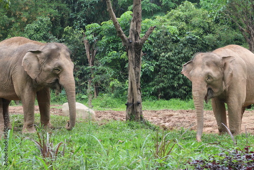 elephants in the zoo