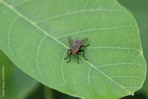 Common Flesh Fly on a leaf
