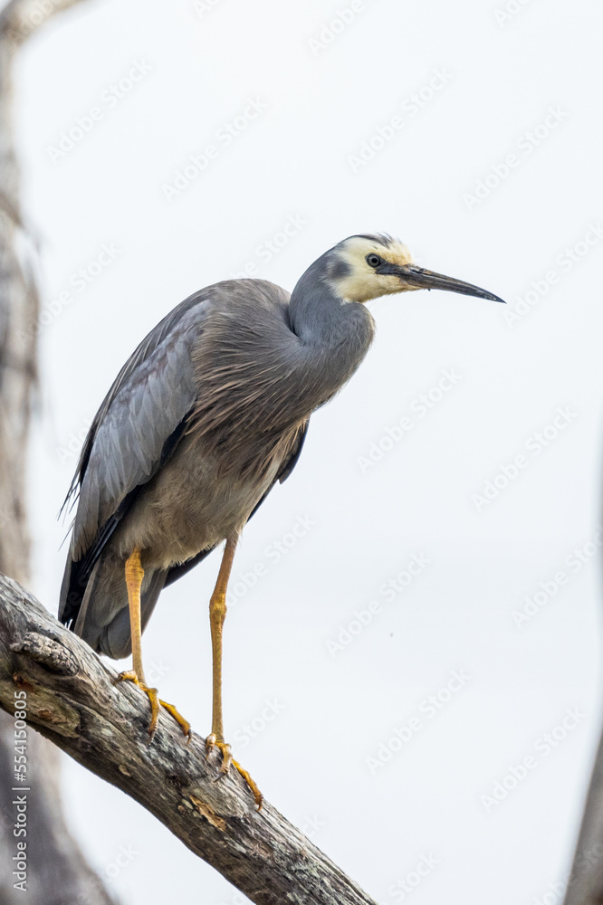 White-faced Heron in Victoria Australia White-faced Heron in Victoria Australia