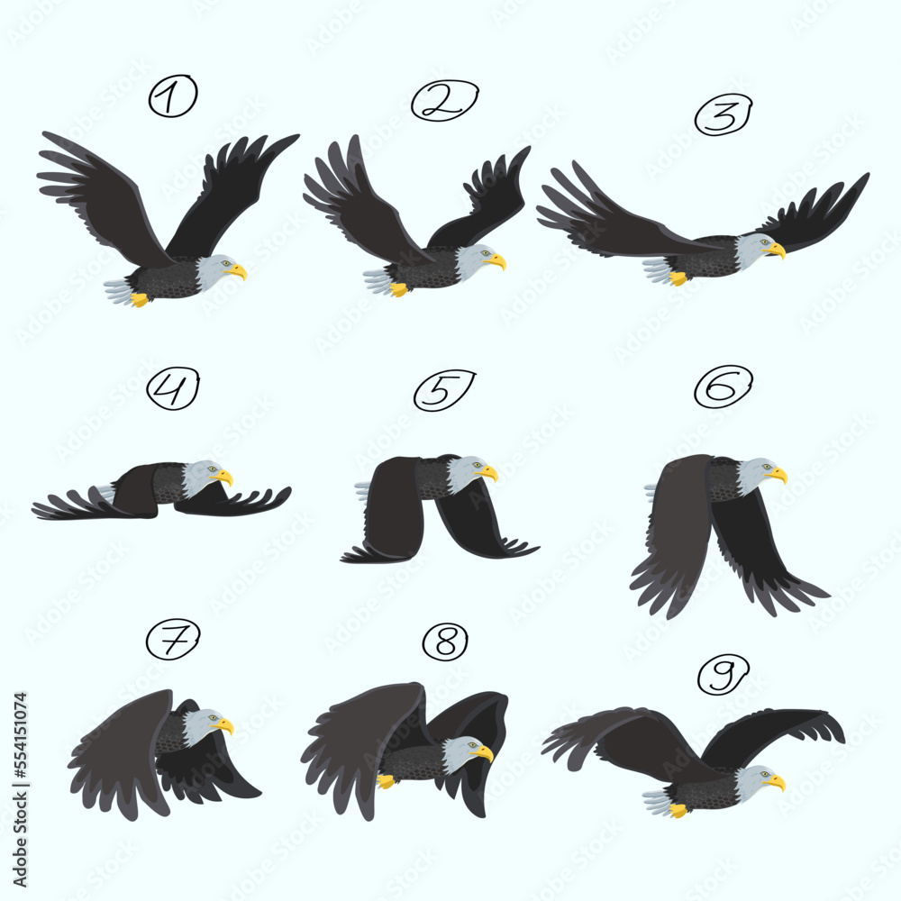 Obraz premium Eagle flight, animation, nine key frames. Flight of a bird of prey.