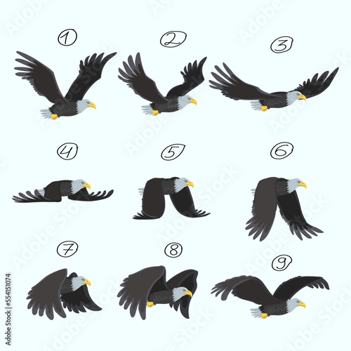 Eagle flight, animation, nine key frames. Flight of a bird of prey.