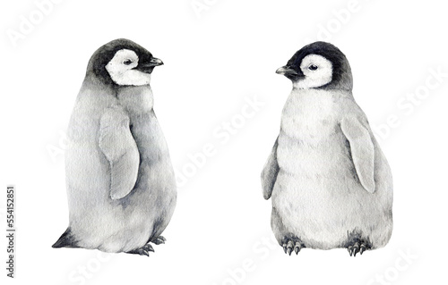 Baby penguin watercolor illustration set. Hand drawn realistic emperor penguin cute fluffy couple of nestlings. Aptenodytes forsteri Antarctica avian. Baby penguin set isolated on white background