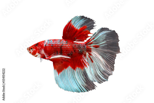 Photography Betta fish, Siamese fighting fish isolated on transparent background