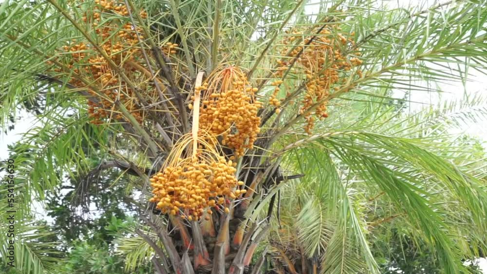 Date palm fruit at tree moving by wind, Handheld shot Date palm fruit at tree moving by wind, Handheld shot