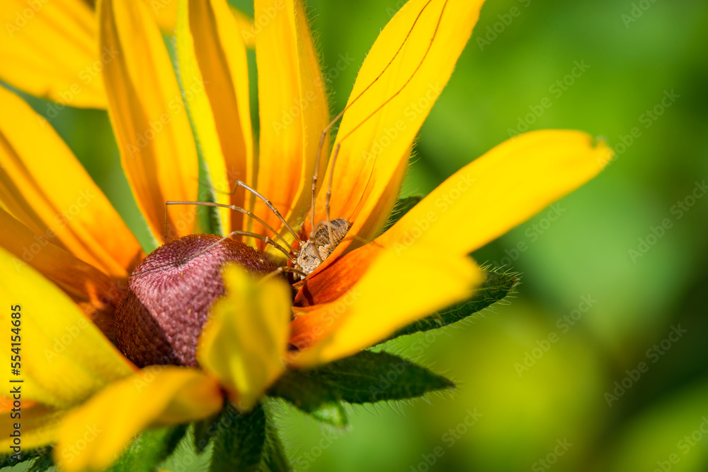 A closeup image of a cellar spider (pholcidae)