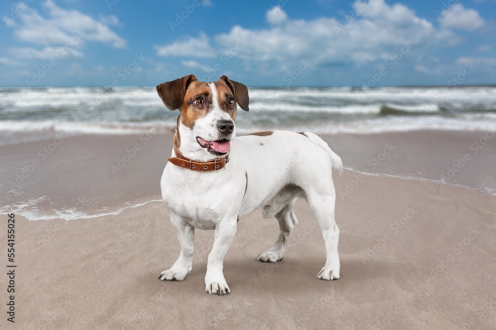 Charming cute puppy dog pet on the beach