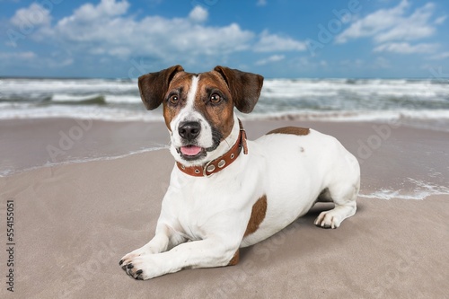 Fototapeta Naklejka Na Ścianę i Meble -  Charming cute puppy dog pet on the beach