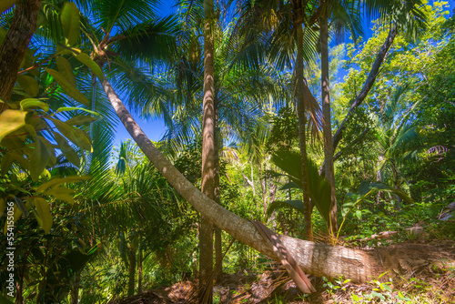 Jungle trees in natural reserve Fond Ferdinand on Praslin island  Seychelles
