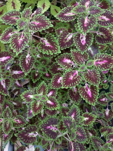 Green, red with white center multicolored patterned coleus leaves