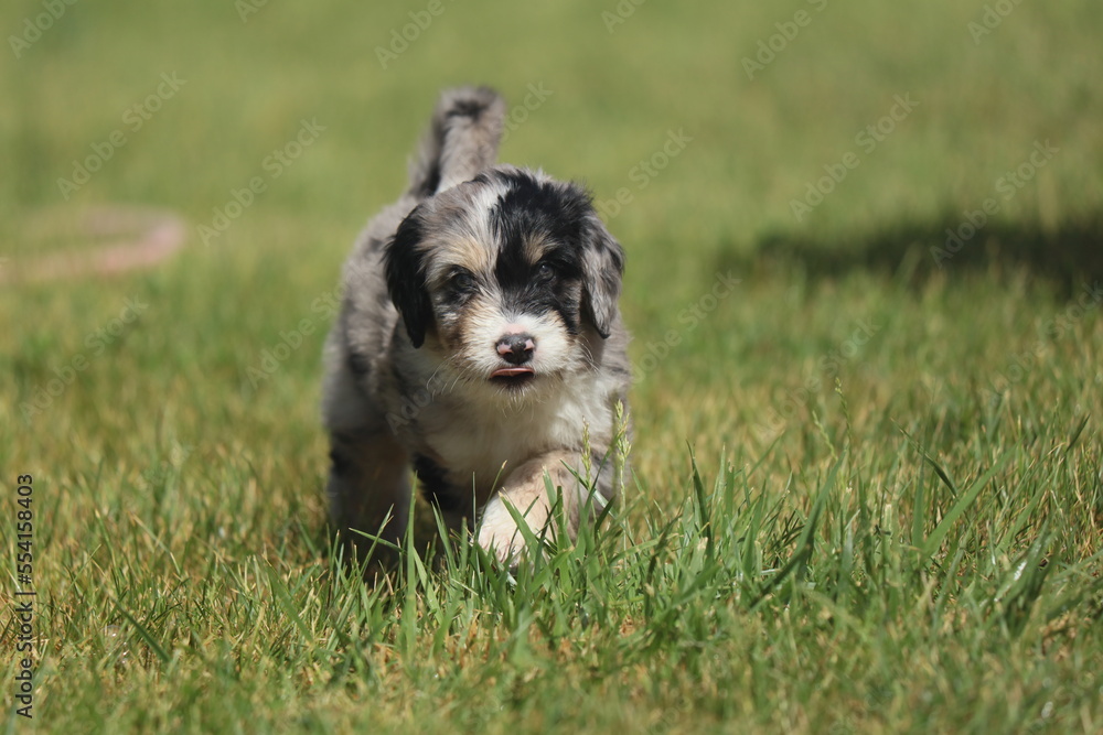 border collie puppy