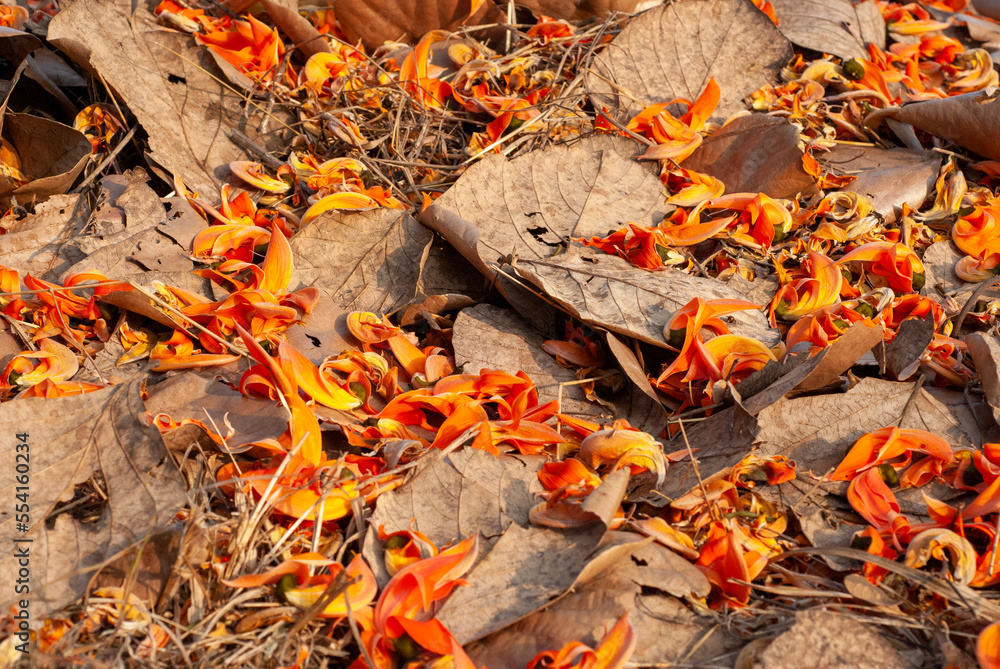The blossoms of the Bengal kino plant (scientific name: Butea monosperm) that fall on the ground The blossoms of the Bengal kino plant (scientific name: Butea monosperm) that fall on the ground