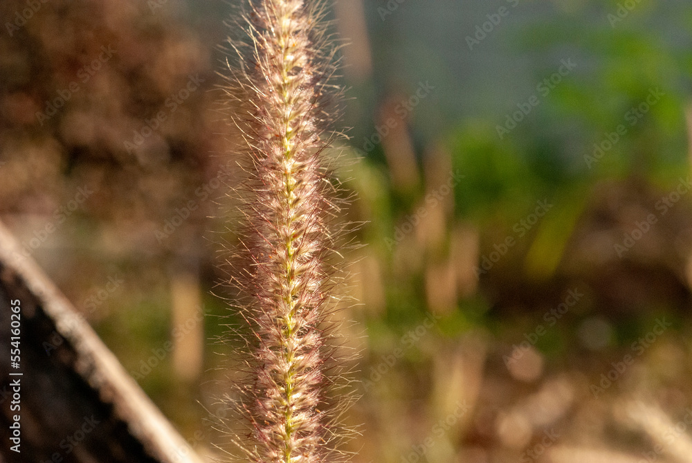 Beautiful background from the flowers of the grass beside the road.