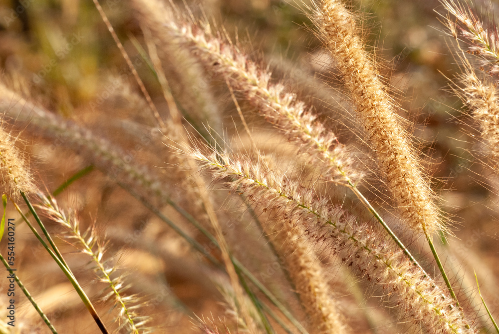 Beautiful background from the flowers of the grass beside the road. Beautiful background from the flowers of the grass beside the road.