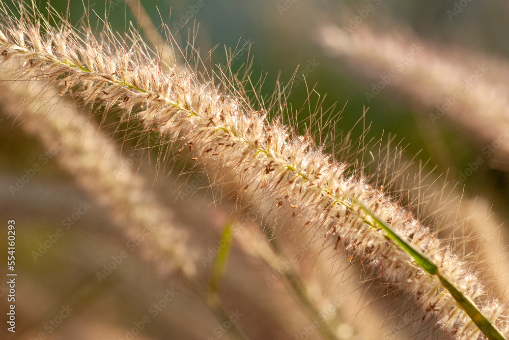 Beautiful background from the flowers of the grass beside the road. Beautiful background from the flowers of the grass beside the road.