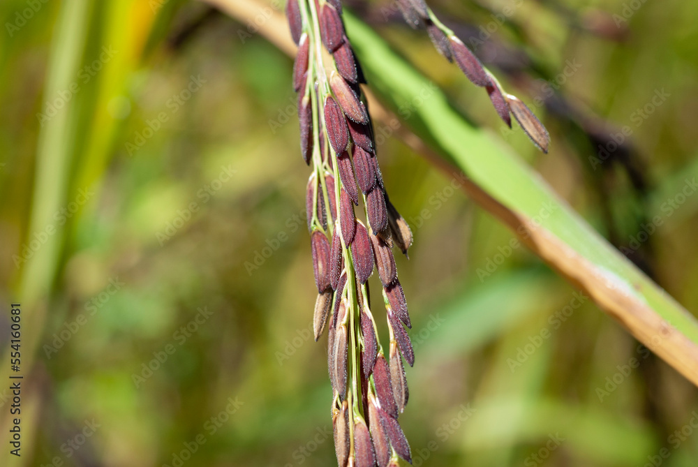 Close up purple rice in a field plot on a blurred background. Close up purple rice in a field plot on a blurred background.