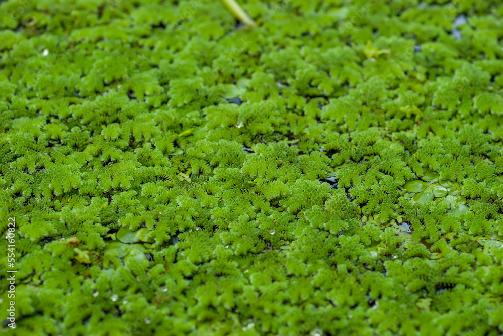 Azolla,Water Fern,Water Velvet (Scientific name : Azolla pinnata R.Br.)Close up for making beautiful background images.