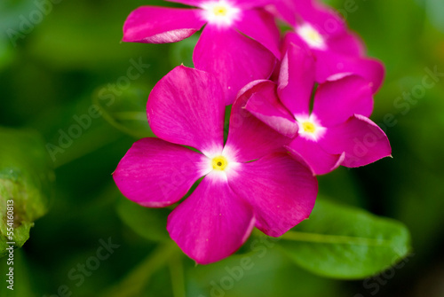 Fototapeta Naklejka Na Ścianę i Meble -  Beautiful background image of pink flowers.