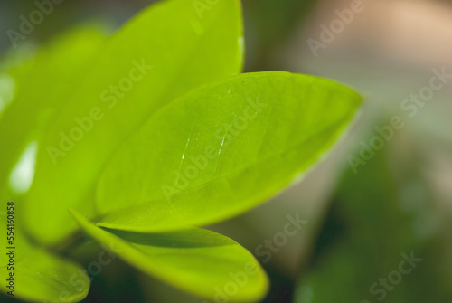Beautiful background from green leaves.