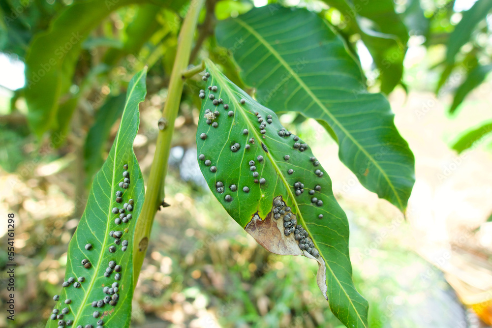 Disease on the mango leaf