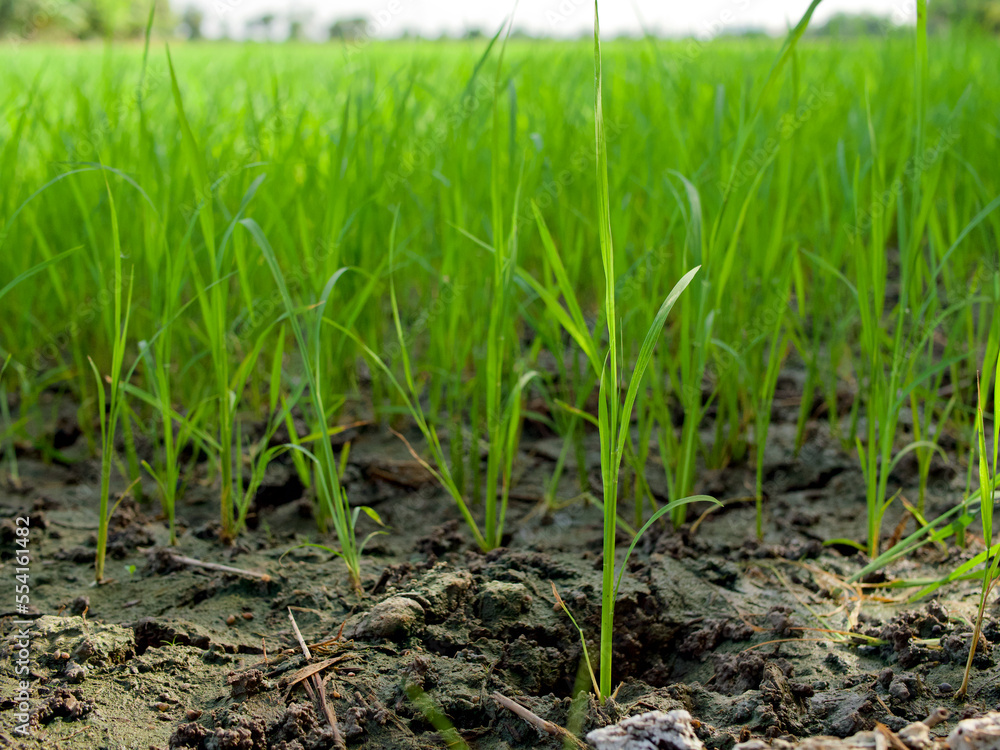 Selective focus on rice plant in the rice field Selective focus on rice plant in the rice field