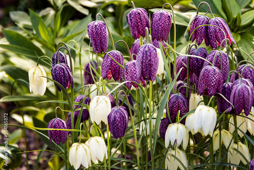 Checkered grouse. flowers close up. Fritillaria meleagris L. Liliaceae