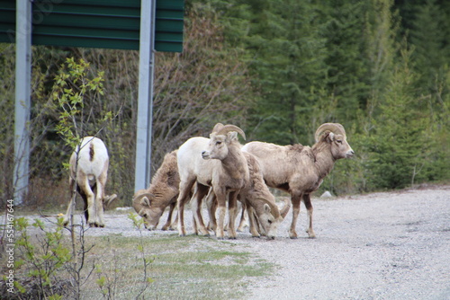 Fototapeta Naklejka Na Ścianę i Meble -  sheep in the mountains