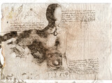 illustration - man drawing in style of Leonardo Da Vinci