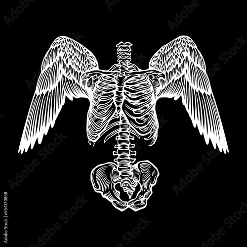 vector illustration of winged ribs