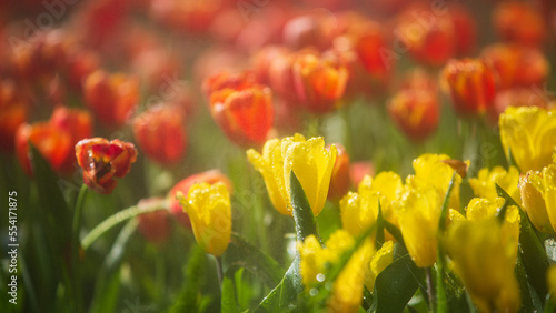 field of yellow tulips in spring