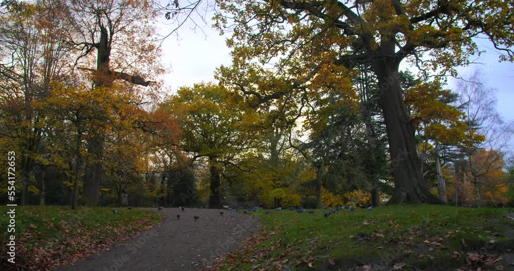 Birds At The Beautiful Autumn Park Of Greenwich In London, United Kingdom. Wide Low Angle Birds At The Beautiful Autumn Park Of Greenwich In London, United Kingdom. Wide Low Angle