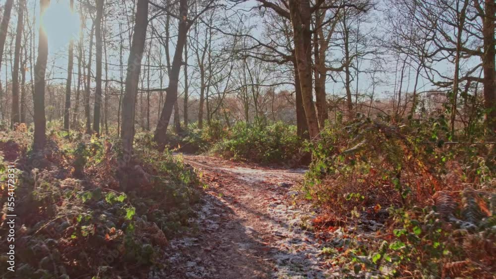slow moving shot down an icy forest path coming to a stop, bright sunshine and vibrant colors slow moving shot down an icy forest path coming to a stop, bright sunshine and vibrant colors