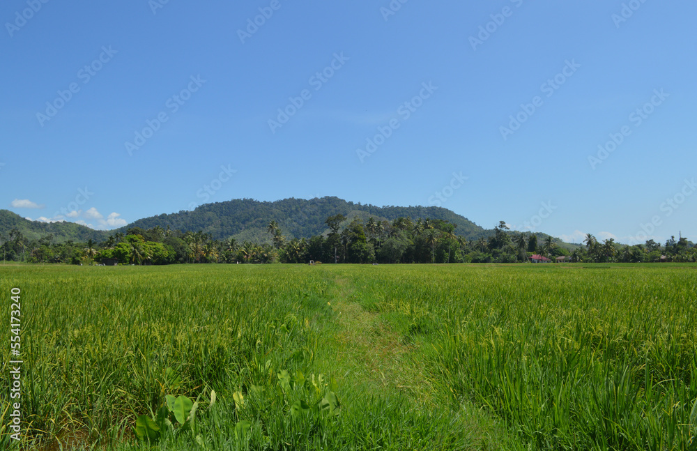 Rice Paddy Field On Hillside