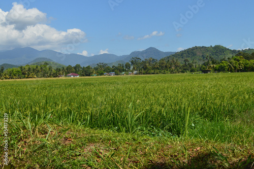 Rice Paddy Field On Hillside