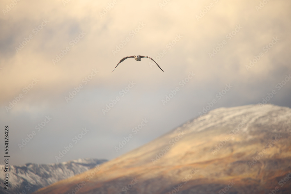 Naklejka premium Sea Bird Soars the Norwegian Fjords