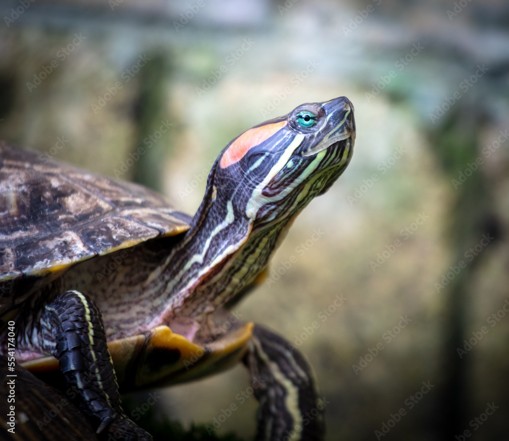Turtle portrait in nature. Close-up Turtle portrait in nature. Close-up