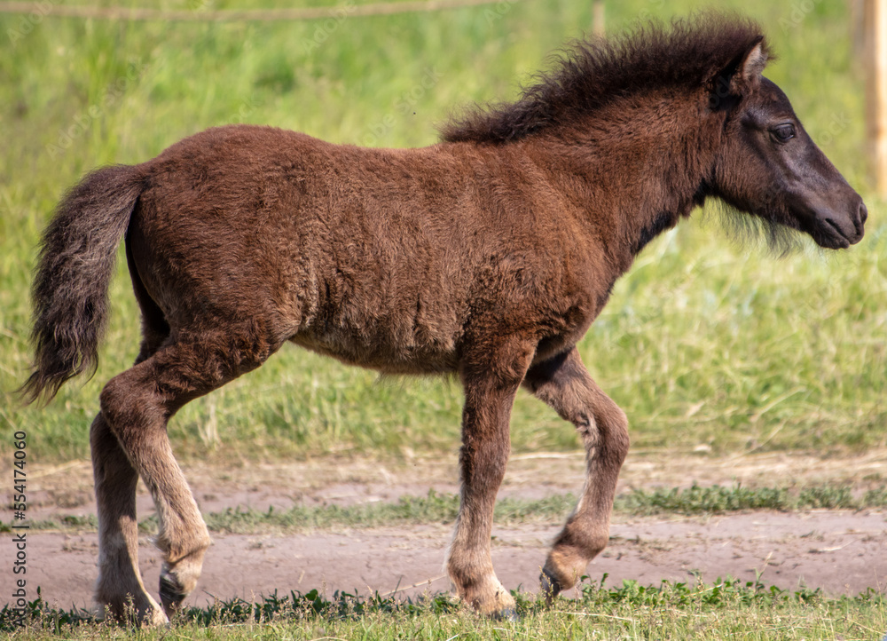 Obraz premium A small horse runs along a dirt road in nature
