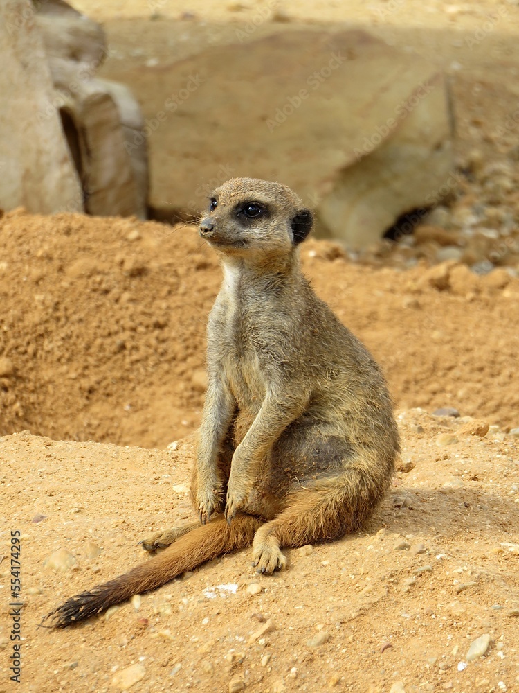 Suricate Suricate