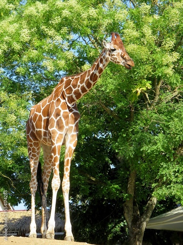 Girafe