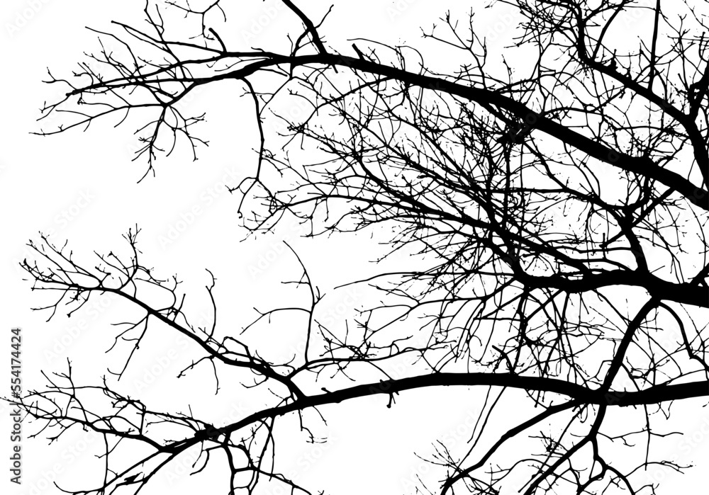 Tree branch silhouette on transparent background Stock Vector | Adobe Stock